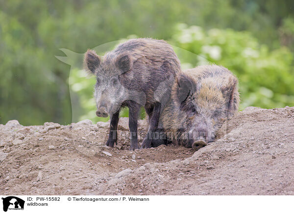 wildboars / PW-15582