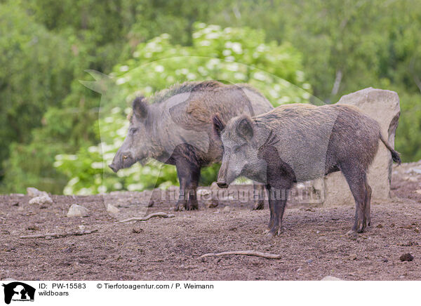 wildboars / PW-15583