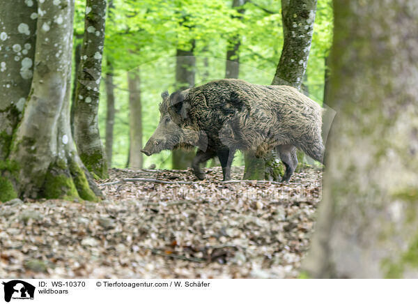 Wildschwein / wildboars / WS-10370