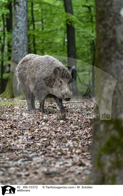 Wildschwein / wildboars / WS-10372