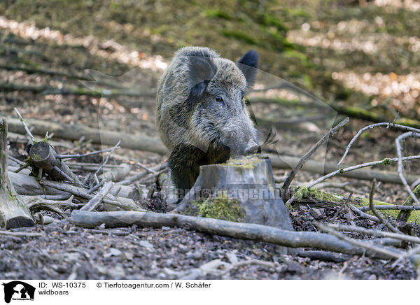 Wildschwein / wildboars / WS-10375