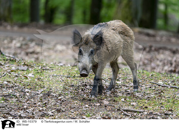 Wildschwein / wild boar / WS-10379