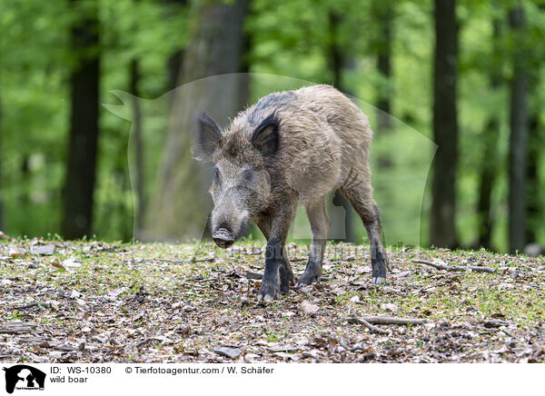 Wildschwein / wild boar / WS-10380