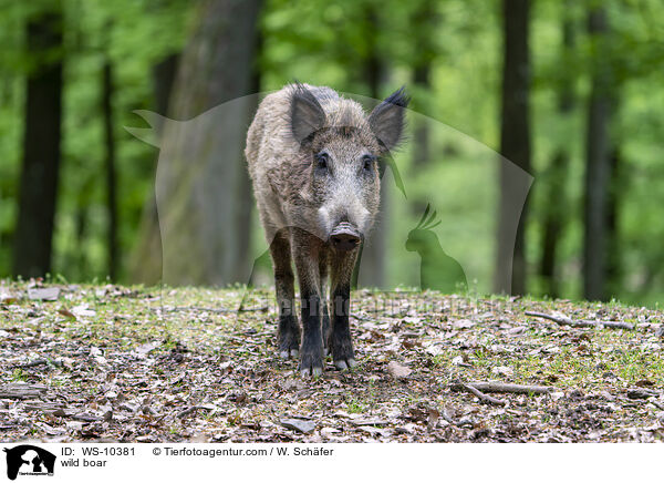 Wildschwein / wild boar / WS-10381