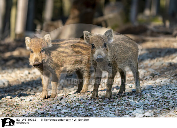 Wildschweine / wildboars / WS-10382
