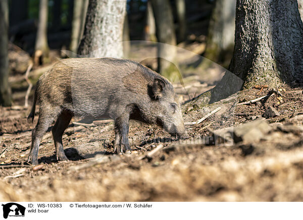 wild boar / WS-10383