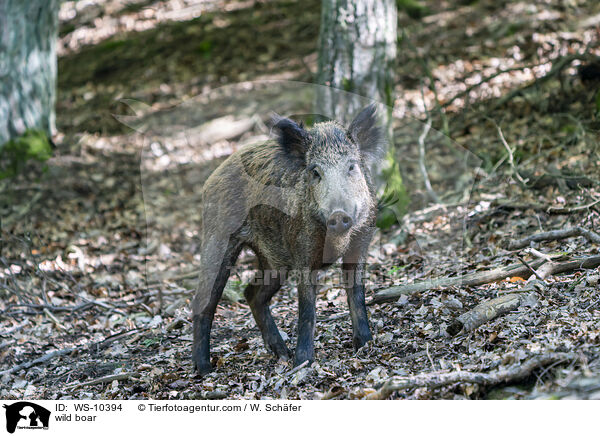 Wildschwein / wild boar / WS-10394