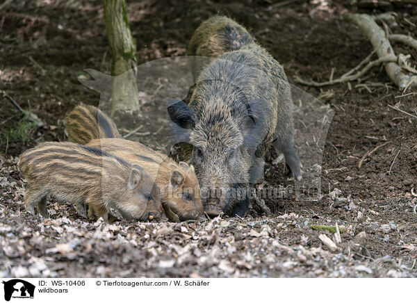 Wildschweine / wildboars / WS-10406