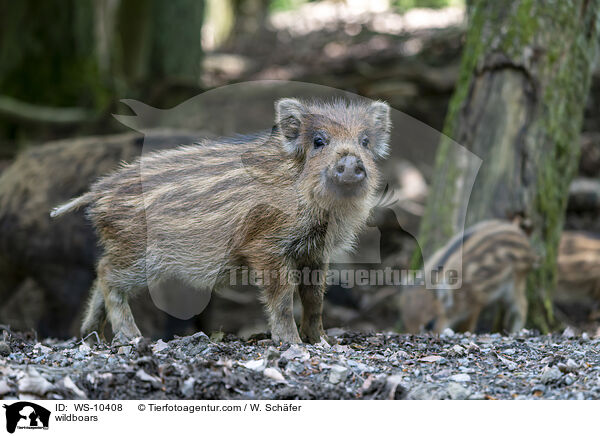 Wildschweine / wildboars / WS-10408