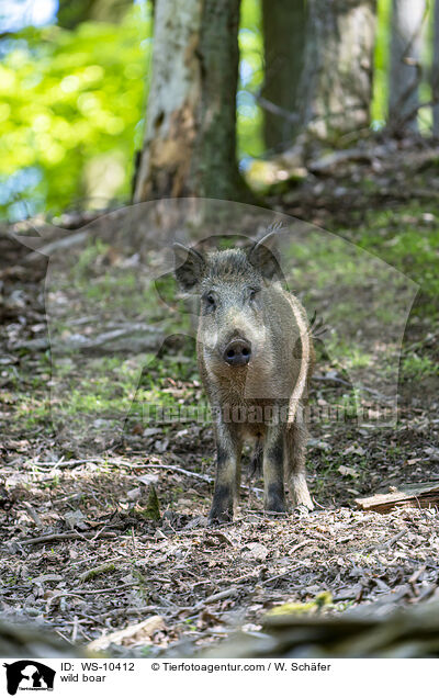 Wildschwein / wild boar / WS-10412