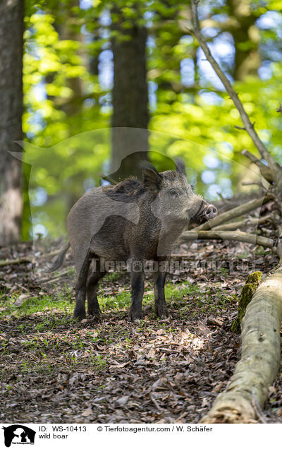 wild boar / WS-10413