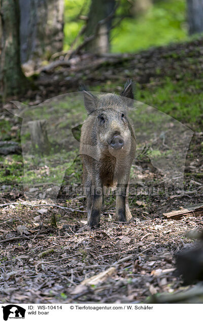 wild boar / WS-10414