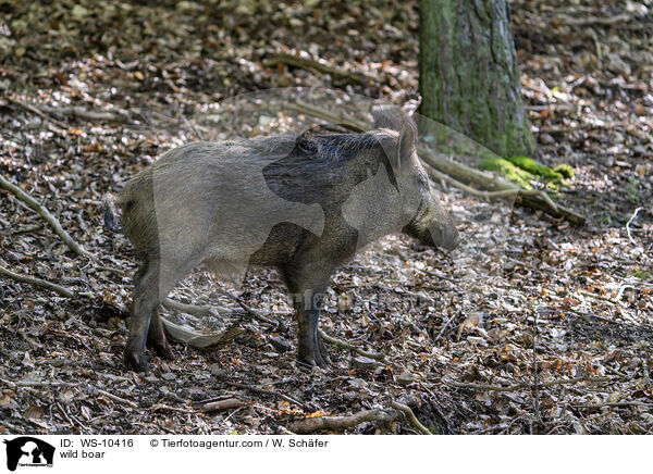Wildschwein / wild boar / WS-10416