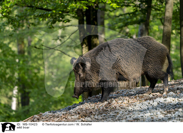 wild boar / WS-10423