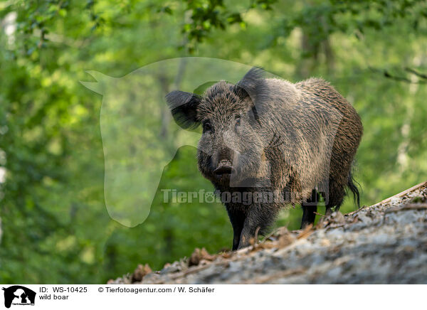 Wildschwein / wild boar / WS-10425
