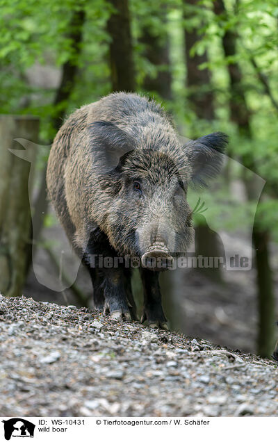 wild boar / WS-10431