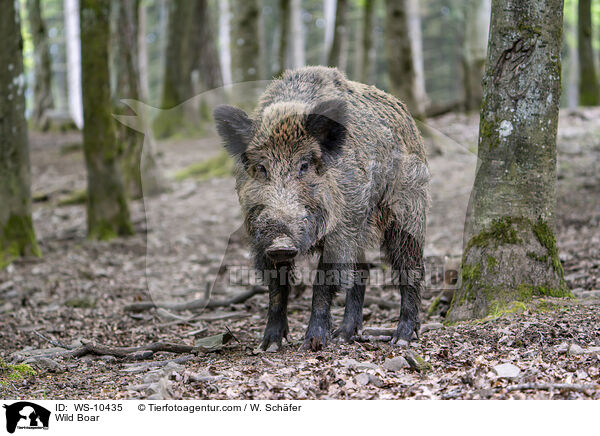 Wildschwein / Wild Boar / WS-10435