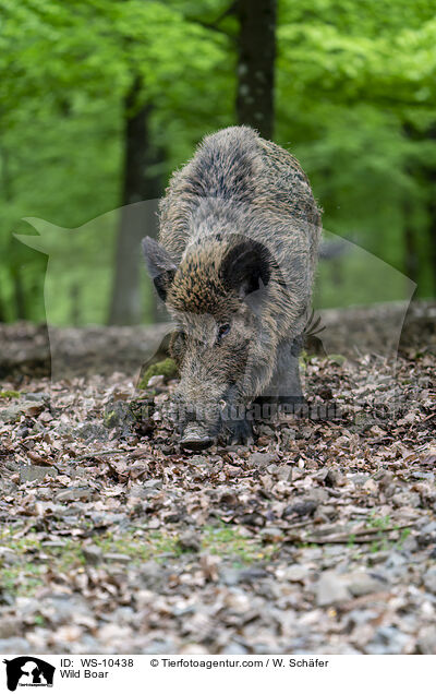 Wildschweine / Wild Boar / WS-10438