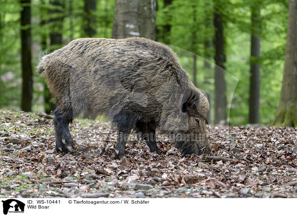 Wild Boar / WS-10441