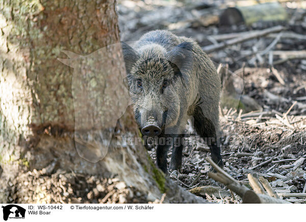 Wildschwein / Wild Boar / WS-10442