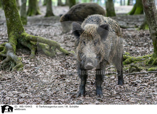 Wildschweine / wildboars / WS-10443