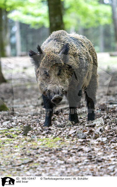 wild boar / WS-10447