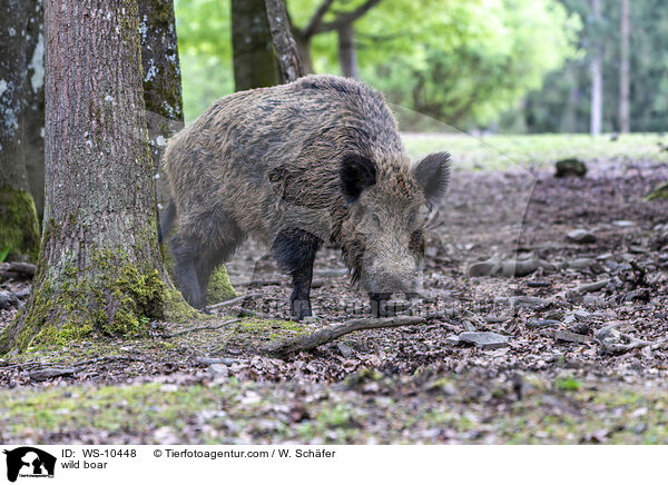 wild boar / WS-10448