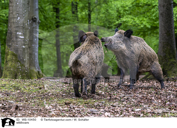 Wildschweine / wildboars / WS-10450