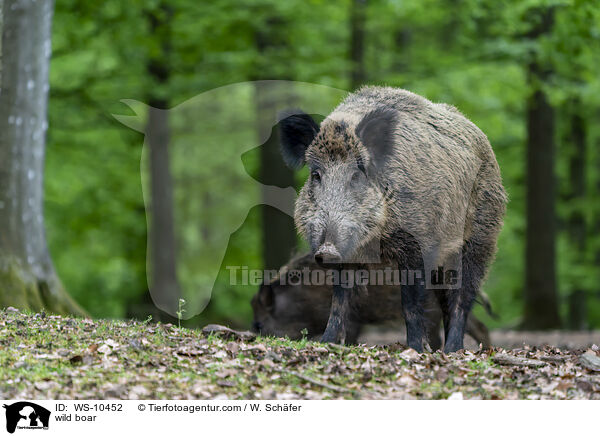 wild boar / WS-10452