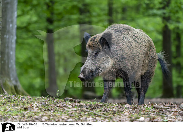 wild boar / WS-10453