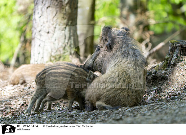 Wildschweine / wildboars / WS-10454