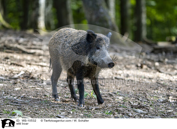 wild boar / WS-10532