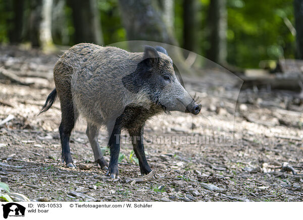 Wildschwein / wild boar / WS-10533