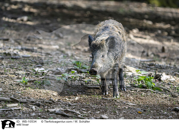 Wildschwein / wild boar / WS-10534