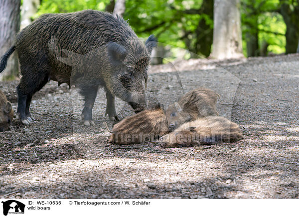 Wildschweine / wild boars / WS-10535