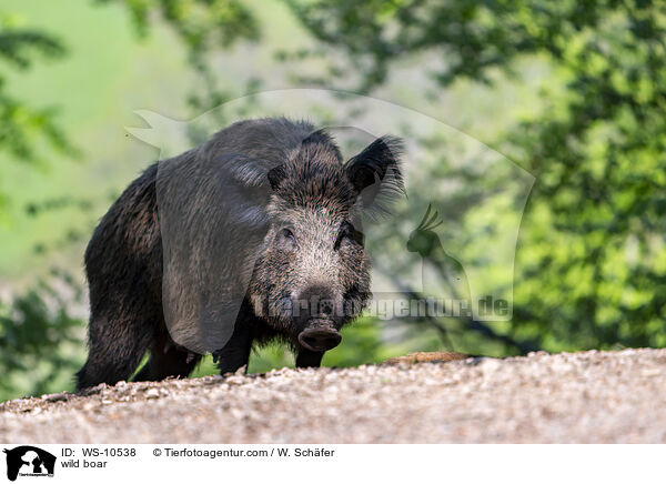 Wildschwein / wild boar / WS-10538