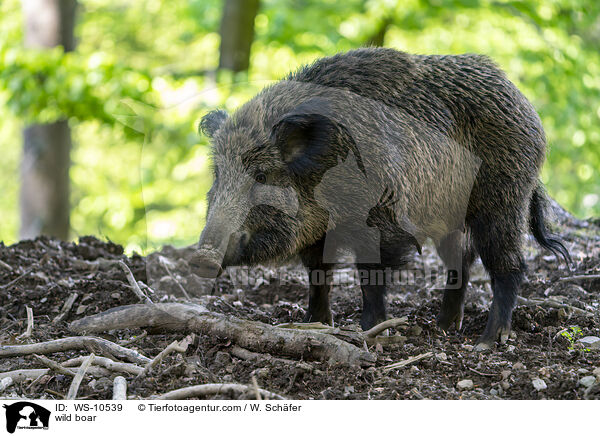 wild boar / WS-10539