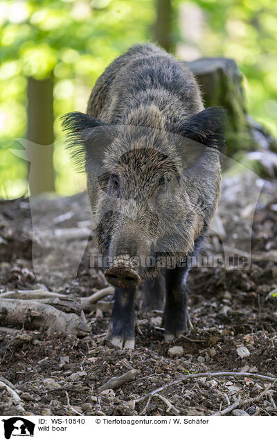 Wildschwein / wild boar / WS-10540