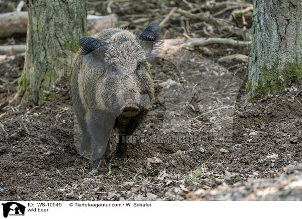 Wildschwein / wild boar / WS-10545