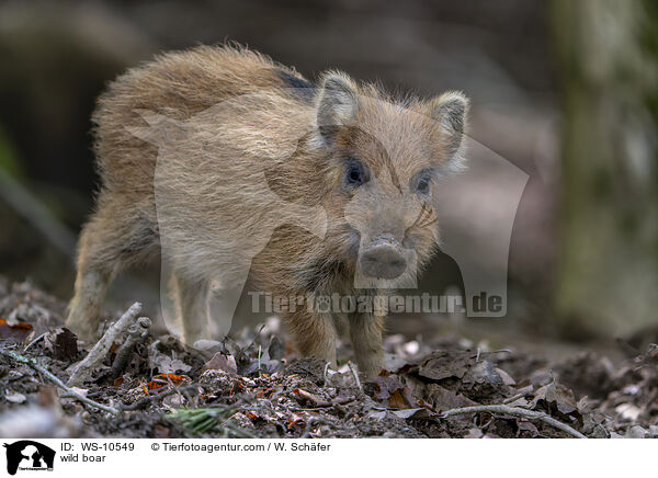 Wildschwein / wild boar / WS-10549
