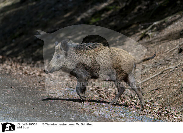 wild boar / WS-10551