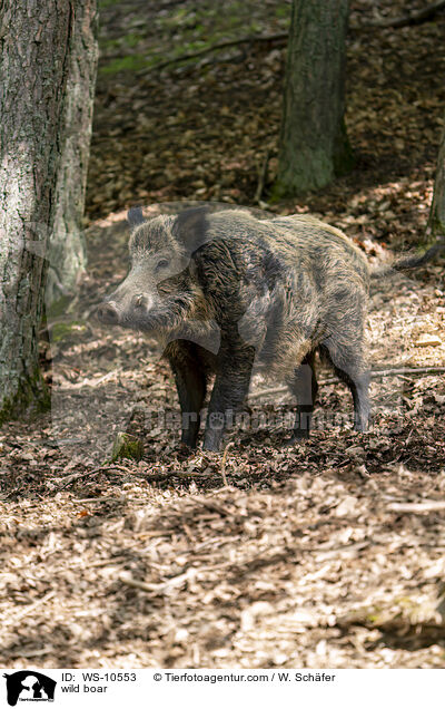 Wildschwein / wild boar / WS-10553
