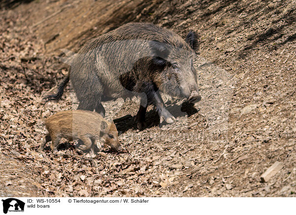 Wildschweine / wild boars / WS-10554