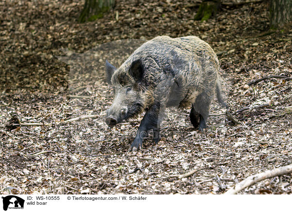 Wildschwein / wild boar / WS-10555