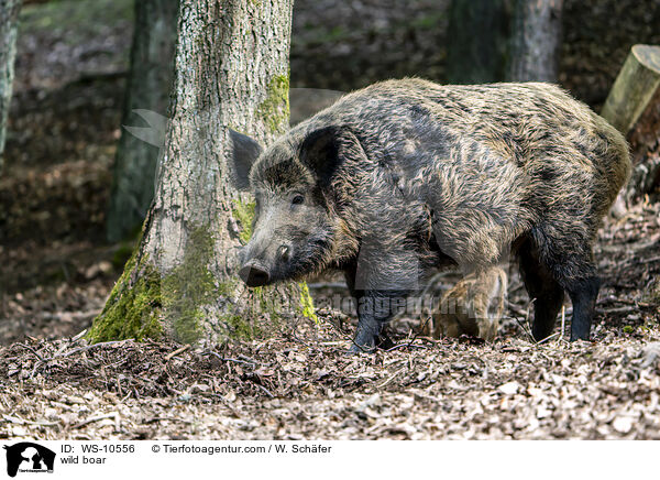 Wildschwein / wild boar / WS-10556