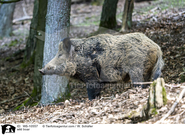 Wildschwein / wild boar / WS-10557