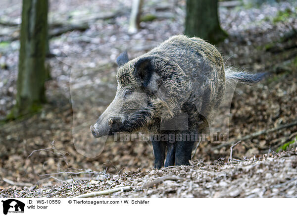 Wildschwein / wild boar / WS-10559