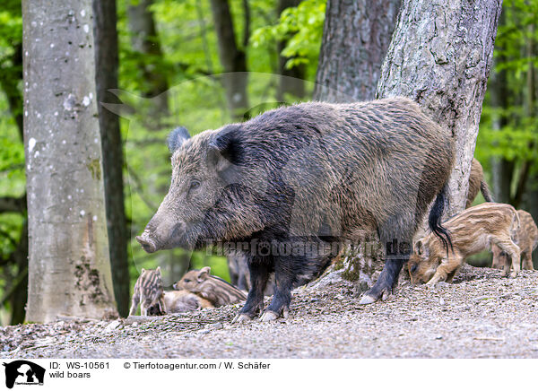 Wildschweine / wild boars / WS-10561