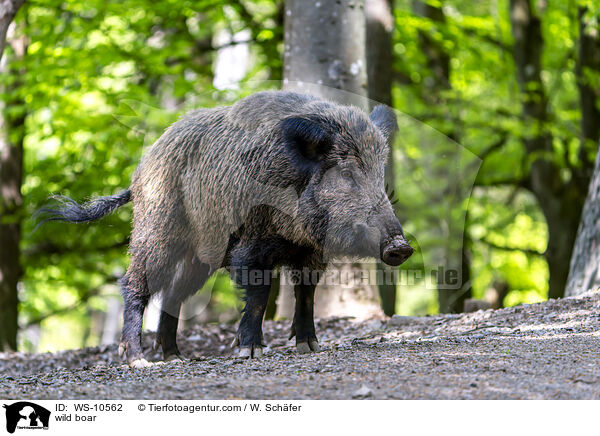 wild boar / WS-10562