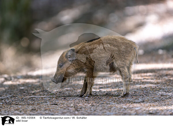 Wildschwein / wild boar / WS-10564